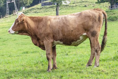 Bir alanda yakın çekim