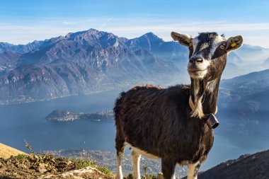 Arka planda güneşli kayalık manzaralı keçi.