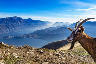 Arka planda güneşli kayalık manzaralı keçi.