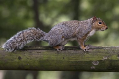 Amerikan sincabı yakın plan.