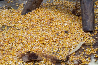 Yerdeki mısır taneleri ayrıntıları