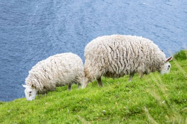 Dağda otlayan koyunlar 