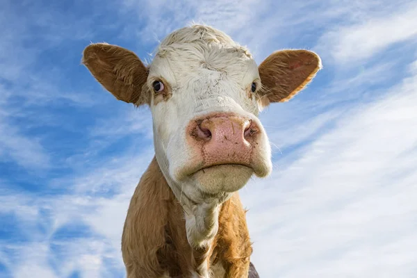 Cow Close Sky Royalty Free Stock Photos