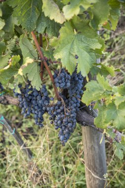 Üzüm bağlarında yetişen üzümleri kapatın. 