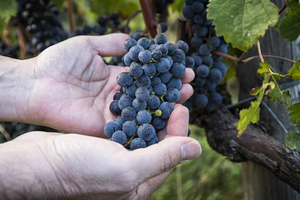 Gros Plan Bouquet Raisin Mâle Qui Pousse Dans Vignoble — Photo