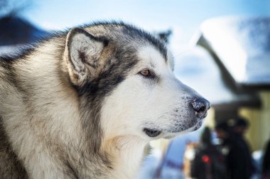 Gündüz vakti sevimli Husky köpeğinin portresini kapat. 