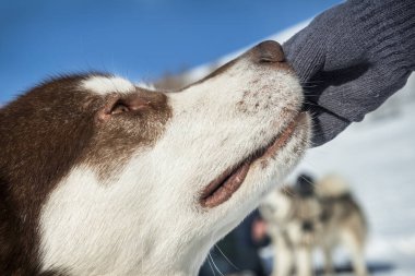 Gündüz vakti sevimli Husky köpeğinin portresini kapat. 