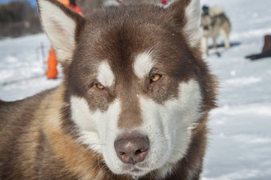 Gündüz vakti sevimli Husky köpeğinin portresini kapat. 