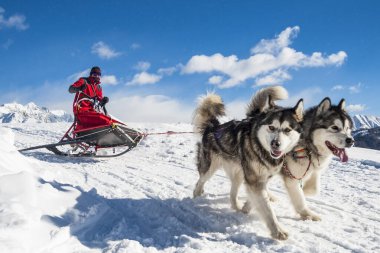 Adam kış mevsiminde köpeklerle geziyor.