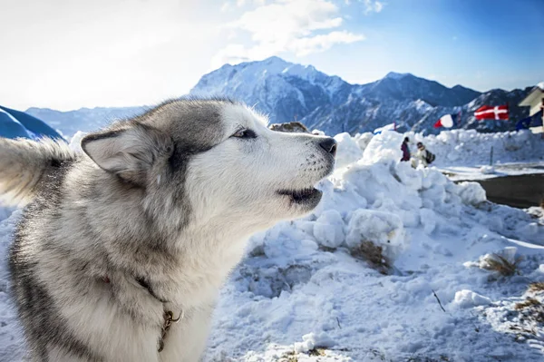 Közeli Portré Aranyos Husky Kutya Nappal — Stock Fotó