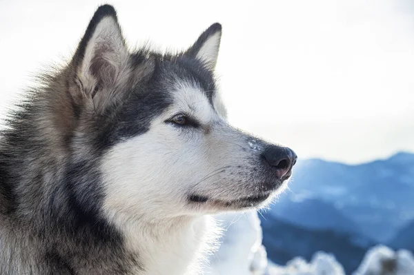 Close Retrato Cão Husky Bonito Durante Dia — Fotografia de Stock