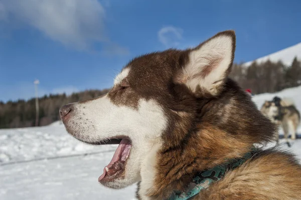 Közeli Portré Aranyos Husky Kutya Nappal — Stock Fotó