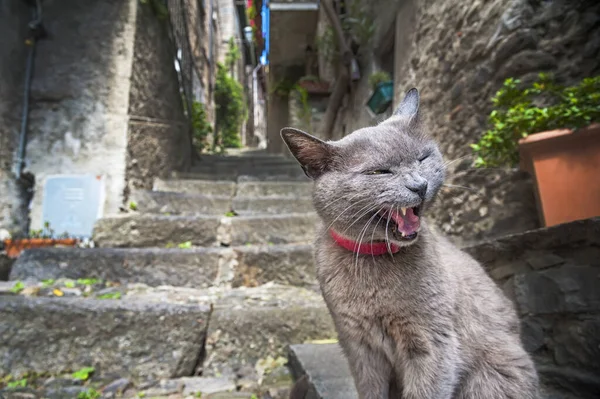 坐在室外的灰猫的近照 — 图库照片