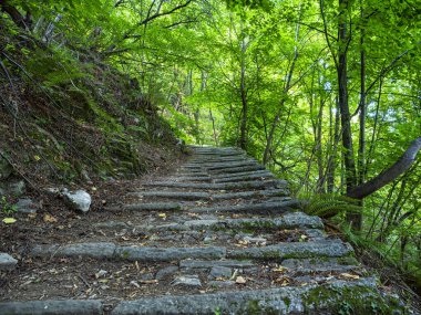 Ormandaki taş merdiven