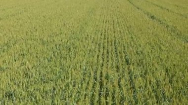 Tarım alanının havadan görünüşü