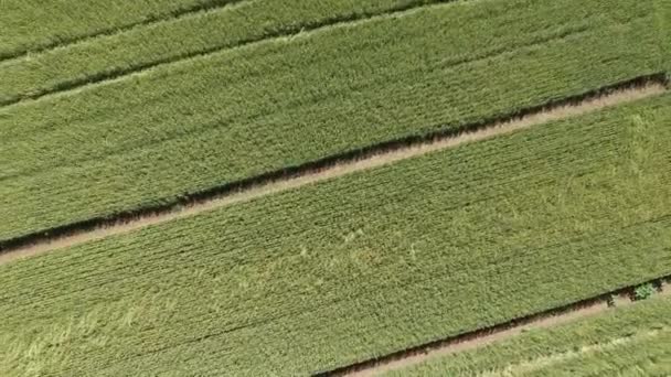 Vista Aérea Campo Cultivado — Vídeos de Stock