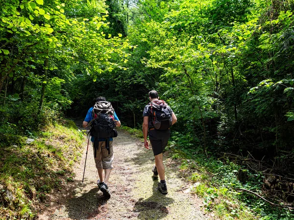 Trekking Dans Une Forêt Sur Lac Côme — Photo