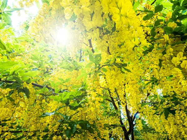 Glycine Jaune Gros Plan Avec Les Rayons Soleil — Photo