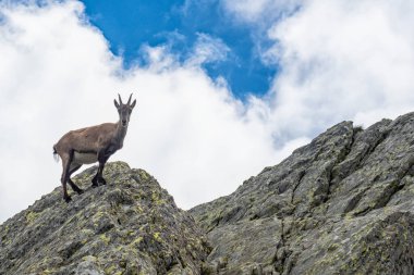 Val Gerola 'nın İtalyan Alplerindeki Ibex.