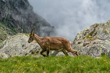 Val Gerola 'nın İtalyan Alplerindeki Ibex.