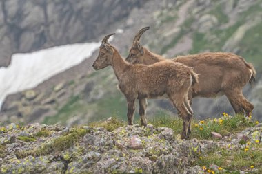 Val Gerola 'nın İtalyan Alplerindeki Ibex.
