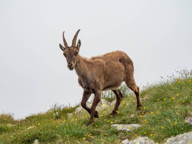 Val Gerola 'nın İtalyan Alplerindeki Ibex.