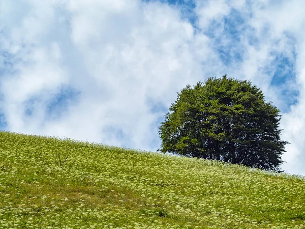 Çayırdaki ıssız bir ağaç.