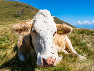 İtalyan Alpleri 'nde yakın plan inek kafası.