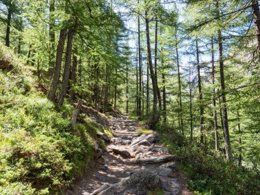 Gran Paradiso Ulusal Parkı 'nda Alp izleri
