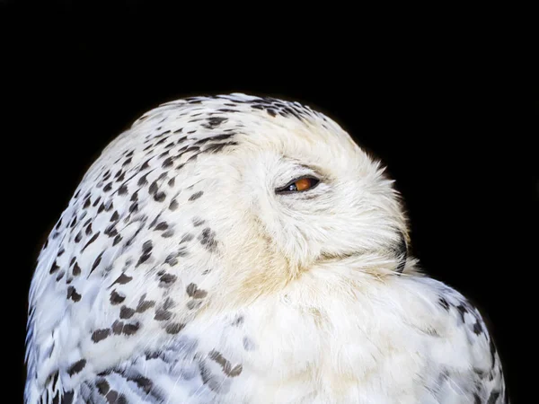 Schneeeulenprofil Aus Nächster Nähe — Stockfoto