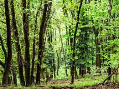 Alpler ormanındaki ağaçlar