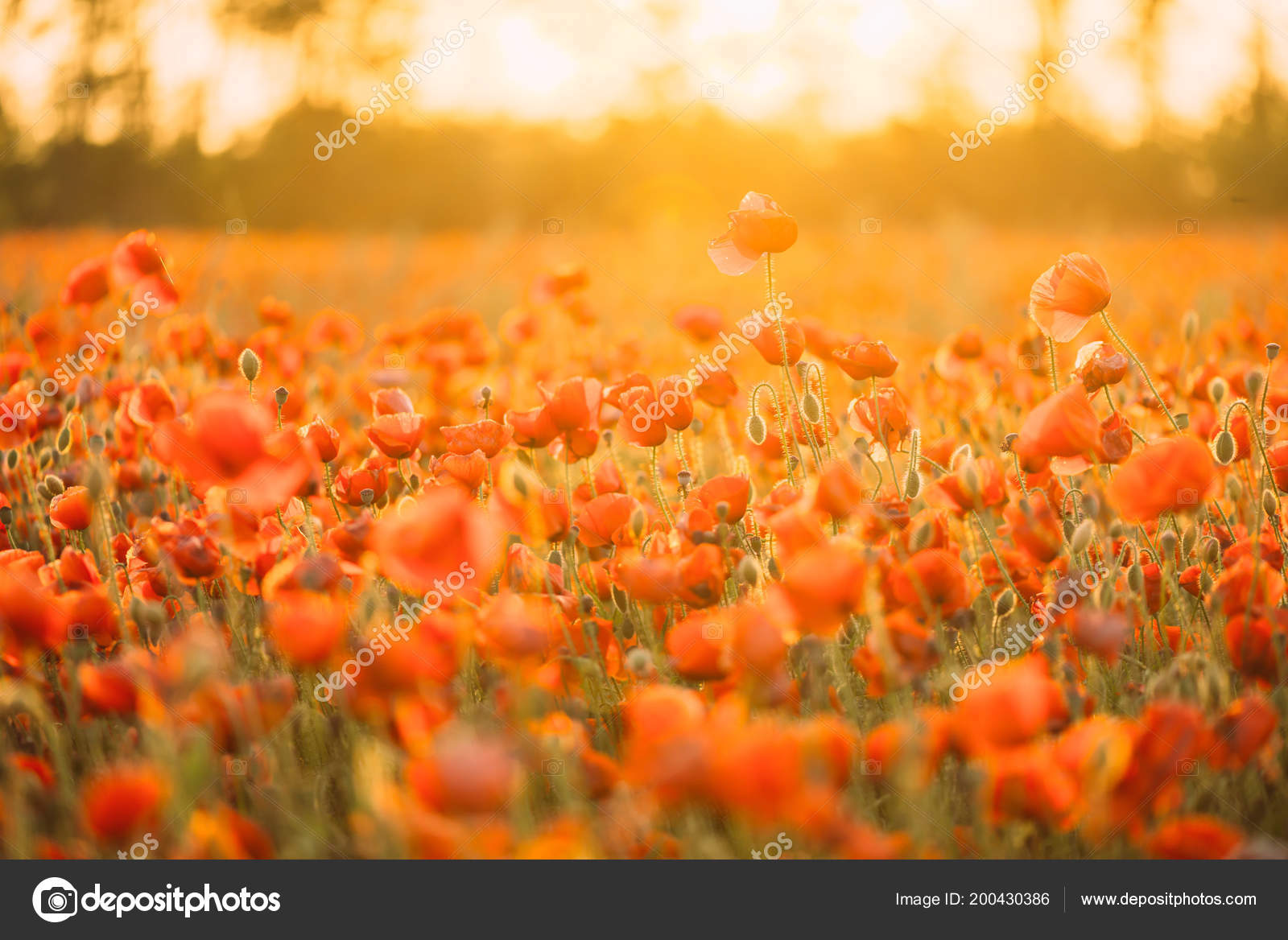 Nature Flower Background Beautiful Red Poppies Meadow Summer Sunny