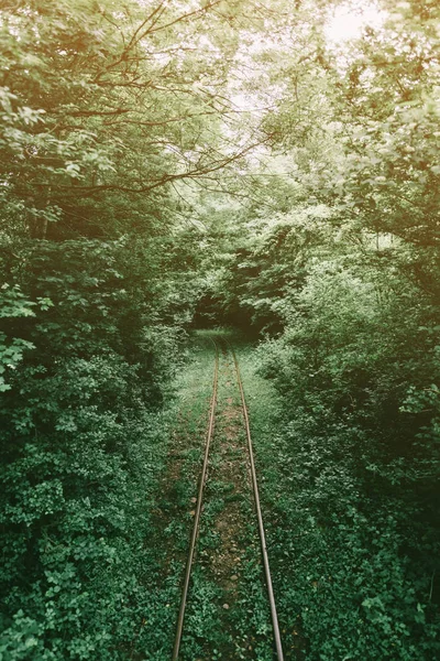 Stará Úzkorozchodná Železnice Létě Lese — Stock fotografie