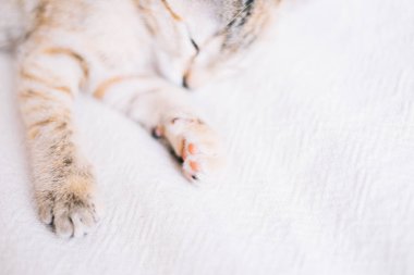 Şirin kedi yavrusu brindle renk beyaz kanepe, pençe, odak üstünde uyumak yakın çekim. Boşluk görüntü sağ kısmında.