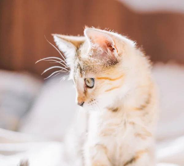 Leuk Nieuwsgierig Katje Van Tijger Kleur Zoek Naar Iets Kant — Stockfoto