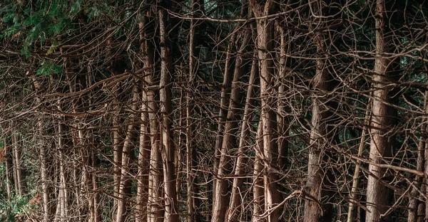 Wald Aus Bäumen Mit Vielen Trockenen Ästen Naturhintergrund — Stockfoto