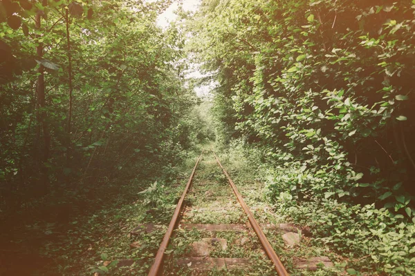 夏の森の木の中で古い狭いゲージの鉄道 — ストック写真