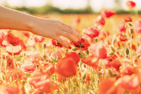 Vista Mano Femenina Tocando Amapolas Rojas Prado Flores Día Soleado —  Fotos de Stock