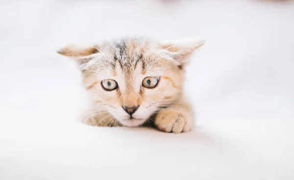 Brindle Renk Meraklı Yavru Kedi Kulakları Preslenmiş Bir Şeye Benziyor — Stok fotoğraf