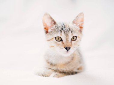 Brindle renk ciddi yavru kedi portresi.