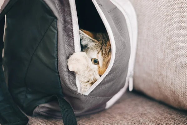 Curious Cute Kitten Hiding Backpack — Stock Photo, Image