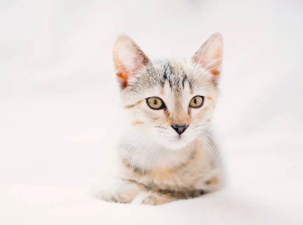 Brindle Renk Ciddi Yavru Kedi Portresi — Stok fotoğraf