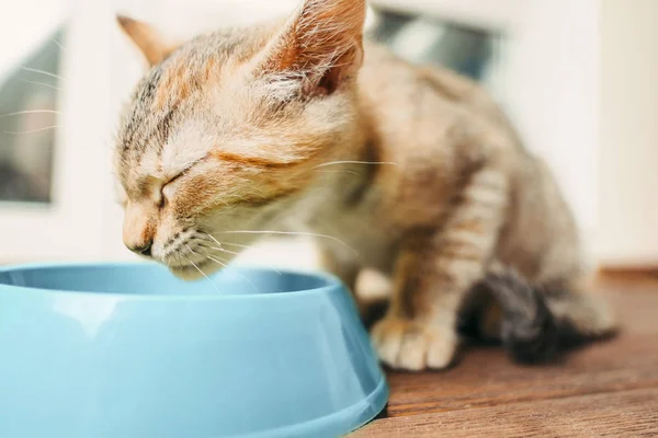 斑纹的小猫从碗里吃颜色 — 图库照片