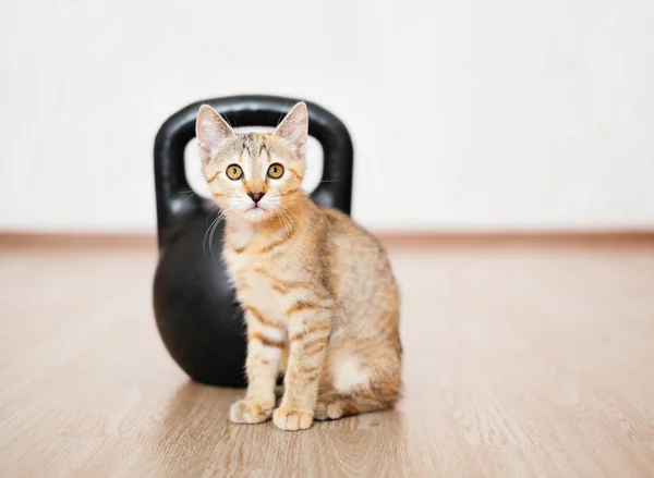 好奇的小猫坐在地板上的金属壶铃前 — 图库照片