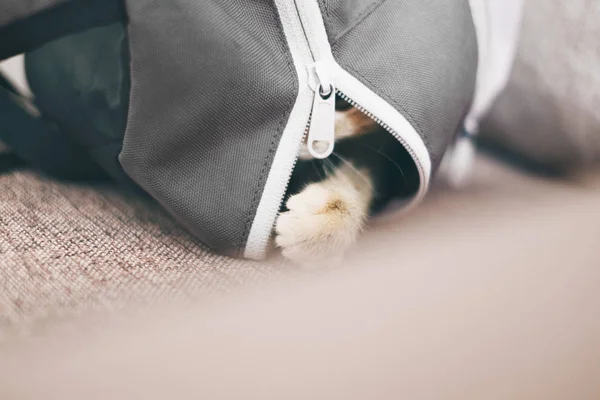 Curious Kitten Sitting Backpack — Stock Photo, Image