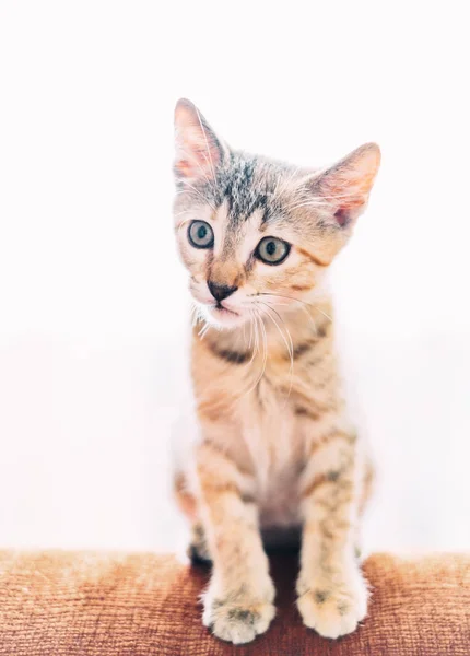 Koltukta Oturan Kaplan Renk Sevimli Meraklı Yavru Kedi — Stok fotoğraf