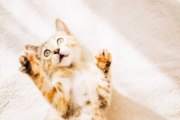 Şirin Meraklı Yavru Kedi Kanepede Yatan Güneş Ile Oynama — Stok fotoğraf