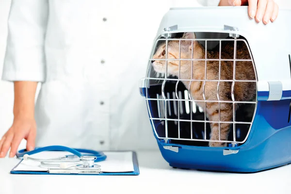 Unrecognizable Woman Veterinarian Standing Carrier Box Kitten Clinic — Stock Photo, Image