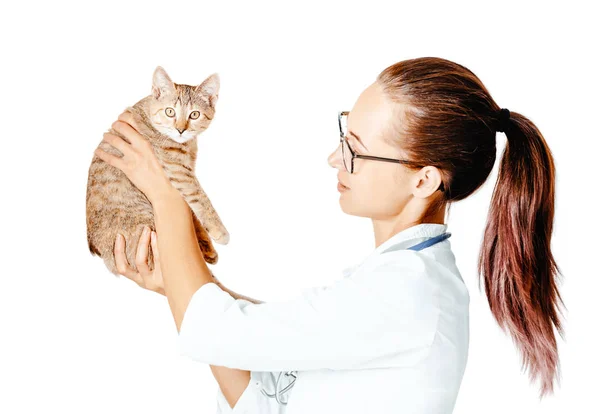 年轻的女医生兽医穿着一件白色外套检查在白色背景上被隔离的小猫 猫盯着相机 — 图库照片