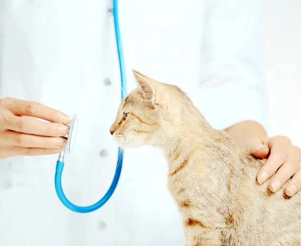 Curioso Gato Lindo Mirando Estetoscopio Una Visita Médico Veterinario Clínica — Foto de Stock